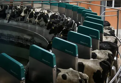 Молоко не киснет. Хозяйства бывшего «Фаэтона» гасят долги