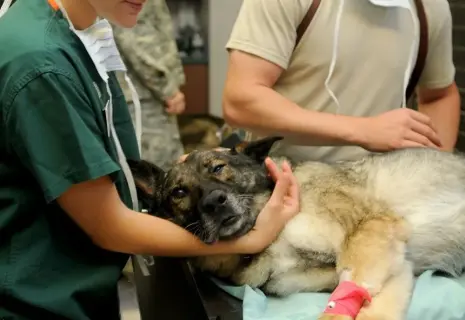 На выставке «Зооиндустрия» обсудили основные тренды и проблемы на рынке труда