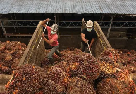 Не в ту сторону пальма легла. Мировые СМИ о кризисе на рынке растительных масел