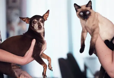 Собаки и кошки под одной крышей — в Экспофоруме!