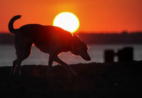 Собачья работа. Как живут российские сервисы розыска животных