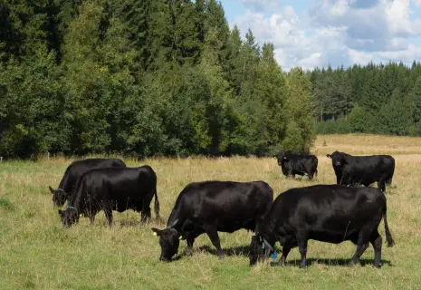 «Урожайное» без урожая. Имущество экс-топов «Водоканала» попадет на торги