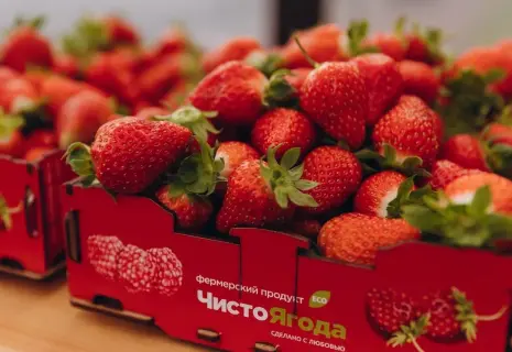 Забродившая ягода. Производитель клубники и малины попал под наблюдение
