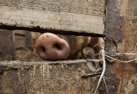 Консолидация бекона. Семья миллиардера Нисанова усилила позиции в ГК "Адепт"