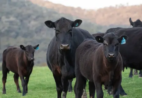Телячьи нежности. МГК создает производство говядины полного цикла