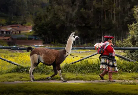 Ламы разные нужны, ламы разные важны