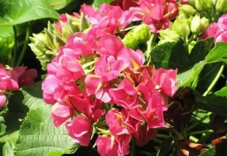 Домбея зацвела в Ботаническом саду Петербрга и окутала оранжерею запахом карамели