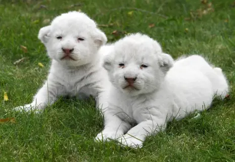 В крымском парке львов "Тайган" родились две белые львицы