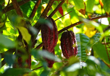 «В новом мире живем». Производители шоколада адаптируются к новой реальности