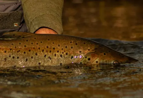 Золотая рыбка из молочной реки. Бывший вице-губернатор Петербурга занялся форелью