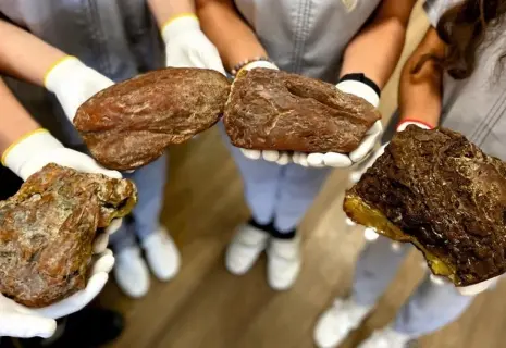 Калининградский янтарный комбинат добыл четыре уникальных самородка