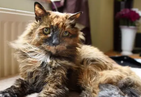 Умерла самая старая в мире кошка. Ей было 33 года