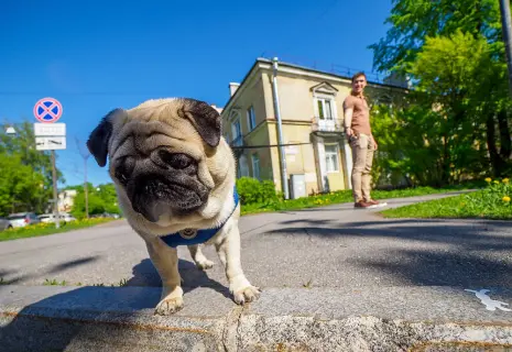 Человек собаке друг. Как в Петербурге развивается пет-френдли инфраструктура 