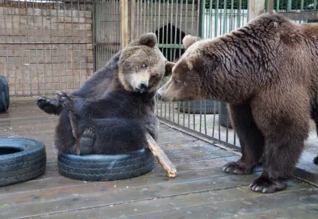 Сотрудники Setl Group взяли шефство над центром диких животных "Велес"