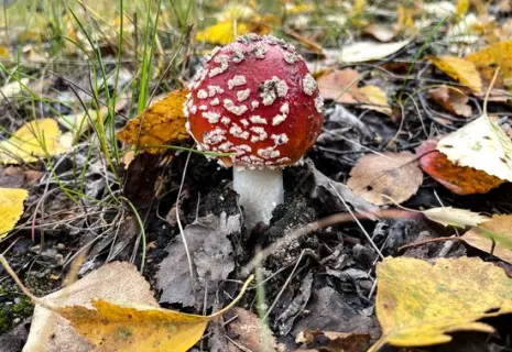 Россияне делают бизнес на импорте сушеных мухоморов