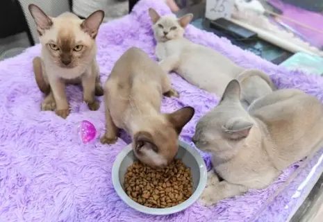 Ретейлер «Лента» масштабирует проект «Зоомаркетов» на Северо-Западе