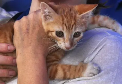 Каждый второй россиянин тратит на содержание домашних питомцев 3-5 тыс. рублей в месяц