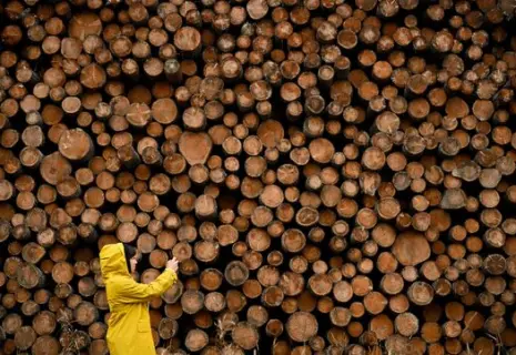 Вологодские лесопромышленники на 50% загрузили завод в Подпорожье