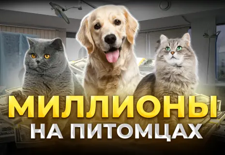 Как заработать на питомцах. Честный разбор бизнеса на товарах и услугах для животных