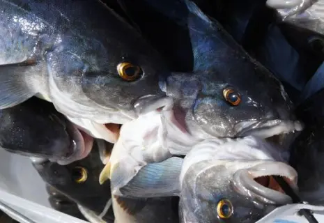 РАД в ноябре проведет электронные торги по поручению Росрыболовства