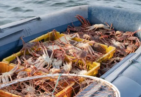 РАД продаст квоты на вылов камчатского краба