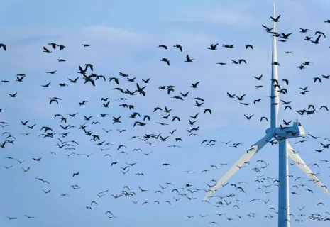 Зеленый перекос. Всегда ли экологичные технологии работают на благо планеты?
