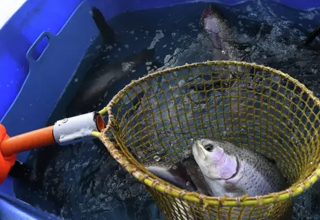 Расти, рыбка, большая и маленькая