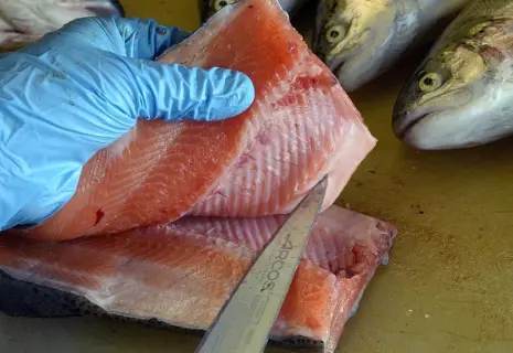 Вкусная рыба при невкусной ставке. Хозяйство «Экон» выставят на продажу