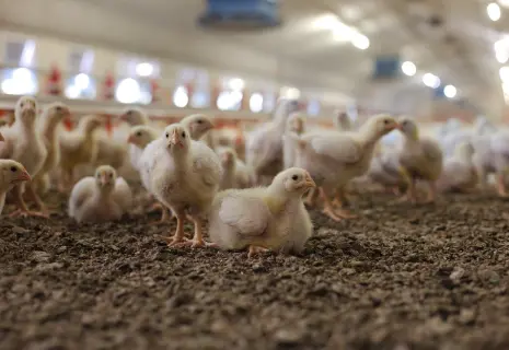 «Ударник» с миром. Кредиторы определили судьбу крупной птицефабрики 