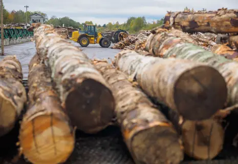 Итоги 2024 года. В лесу родился… позитив