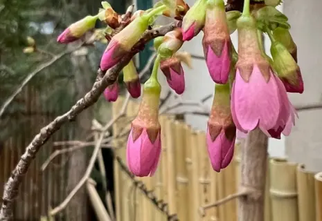 В Ботаническом саду Петербурга распустилась первая сакура