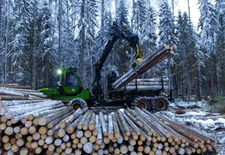 Лесная драма. Группа «УЛК» задолжала налоговой
