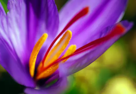 Ниточка к ниточке — шафран в копилочке