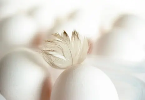 «Роскар» без бройлера. Птицефабрика меняет мясную стратегию