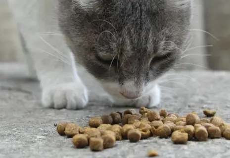Сергей Скавронский: «Честный знак» не помогает в борьбе с контрафактом зоотоваров»