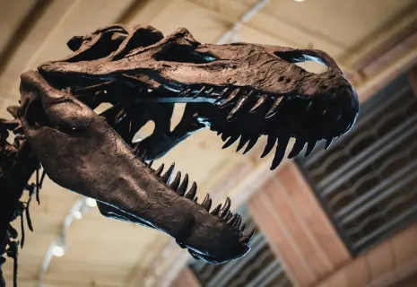 Скелет в шкафу, или Сколько стоит тираннозавр