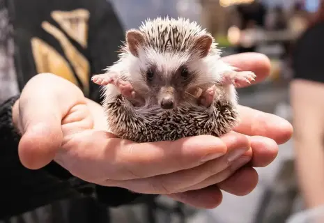 Тысячи животных, сотни пород и море эмоций ждут детей и взрослых на «Зоошоу» в Экспофоруме