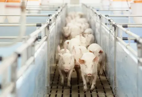 Новгородский бекон по-тайски. CP Foods инвестирует в свинину