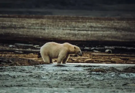 Владимир Катцов: «Россия теплеет в разы быстрее, чем вся планета в целом»