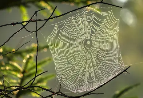 Тонкая материя