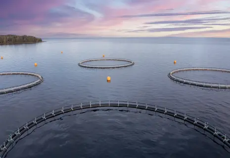 Не клевое место. Акционеры компании «Органический рост» спорят из-за гендиректора