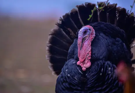 Индейка раздора. Крупный производитель мяса спорит с поставщиком удобрений