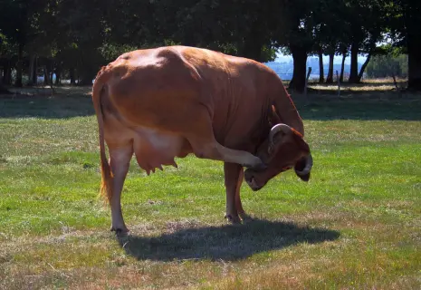 Парное равновесие. Почему падение цен на молоко не радует игроков отрасли