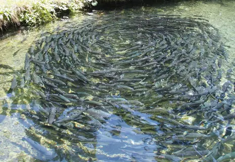 Рыбные долги. Крупный производитель мальков оказался в шаге от банкротства