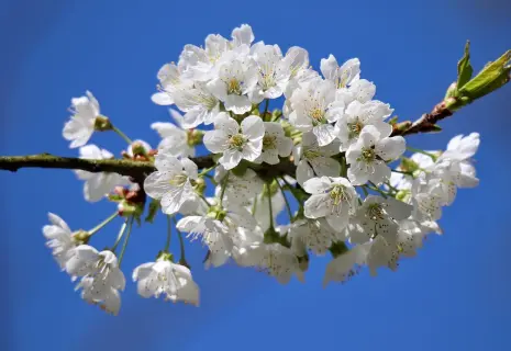 Майские по-русски. Как проведут весенние выходные бизнесмены Петербурга и Москвы