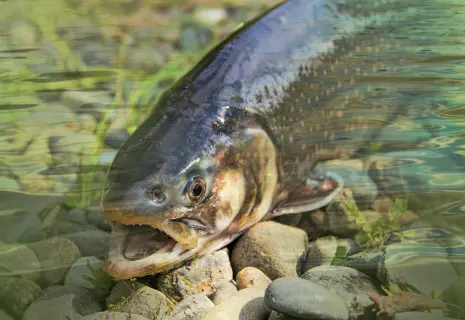 Рыбный кризис. «Органический рост» оказался на грани банкротства