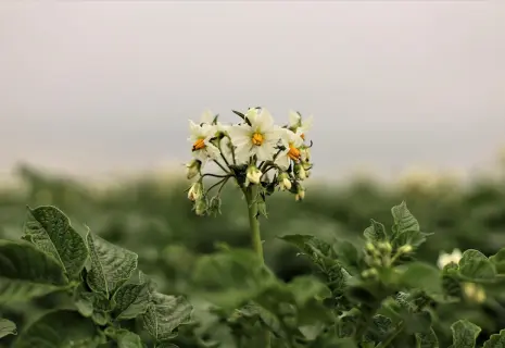 Картошка по-китайски. В Ленобласти увеличат производство овощей на семена