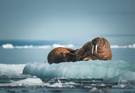 Арктический туризм. Почему на Северный полюс надо ехать летом, а в Антарктиду — зимой