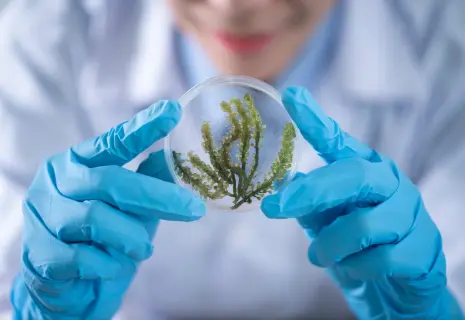 Водоросли как стартап: зеленая масса стала золотой жилой