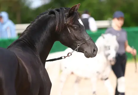 Кони исцеляющие